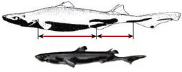 Etmopterus spinax.jpg